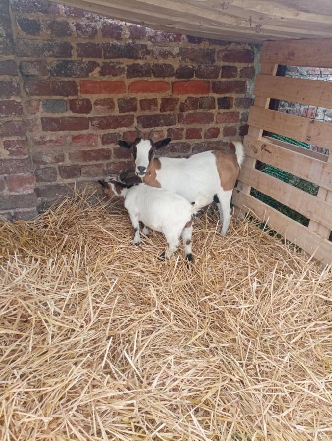 Gite A La Ferme Chez Magali Escaudoeuvres Exteriér fotografie